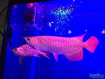 龍魚有病了用什么藥：龍魚常見疾病的藥物治療指南 龍魚有病了用什么藥：龍魚常見疾病的藥物治療指南 龍魚百科 第5張