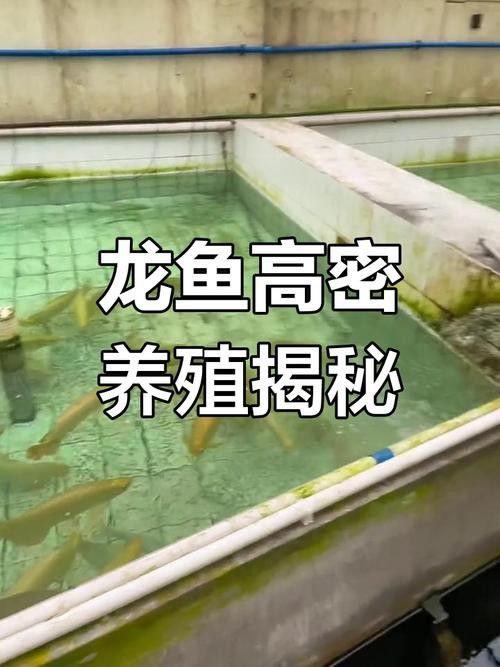濟南龍魚祥龍魚場