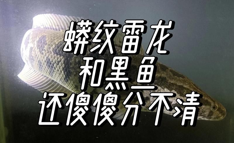龍魚和黑魚的區別