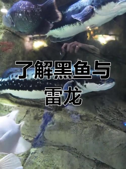 龍魚和黑魚的區別