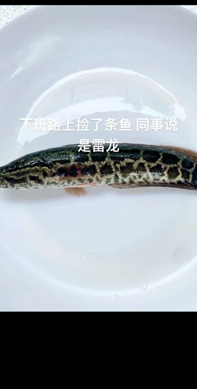 龍魚和黑魚的區別