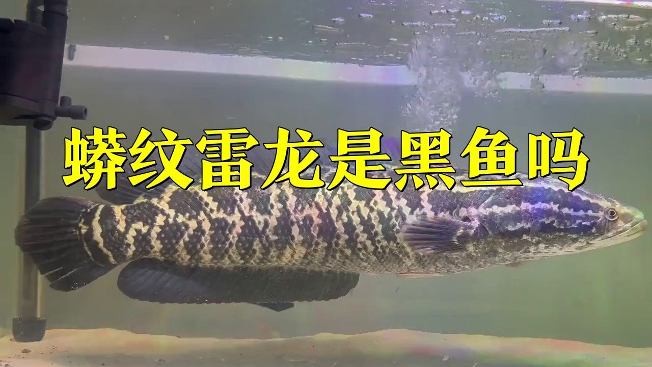 龍魚和黑魚的區別