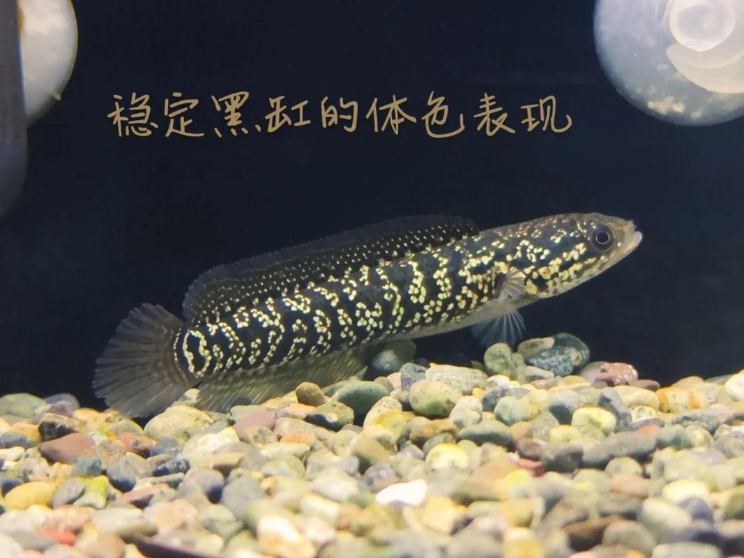 龍魚和黑魚的區別