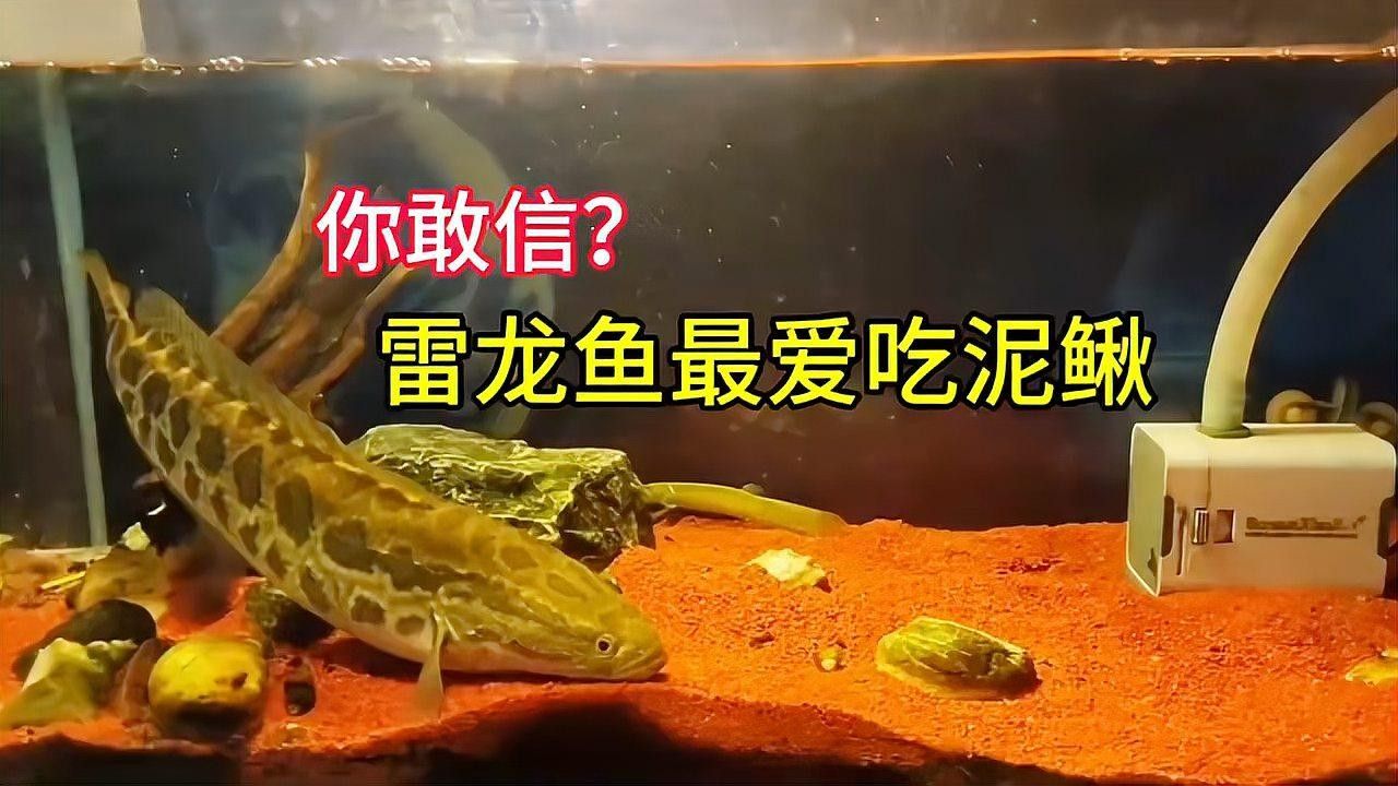 龍魚和黑魚的區別