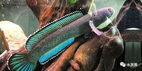 最小的龍魚:最漂亮的雷龍魚品種 龍魚百科 第2張 最小的龍魚:最漂亮的雷龍魚品種 最小的龍魚:最漂亮的雷龍魚品種 龍魚百科 第2張