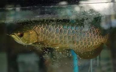 龍魚生病了：如何判斷龍魚是否患有白點病