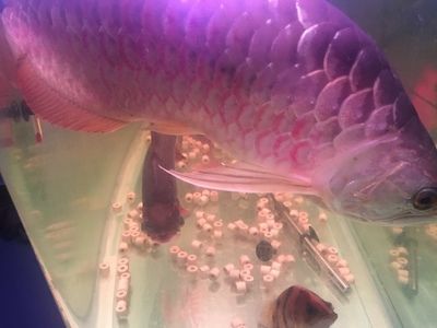 龍魚生病了：如何判斷龍魚是否患有白點病