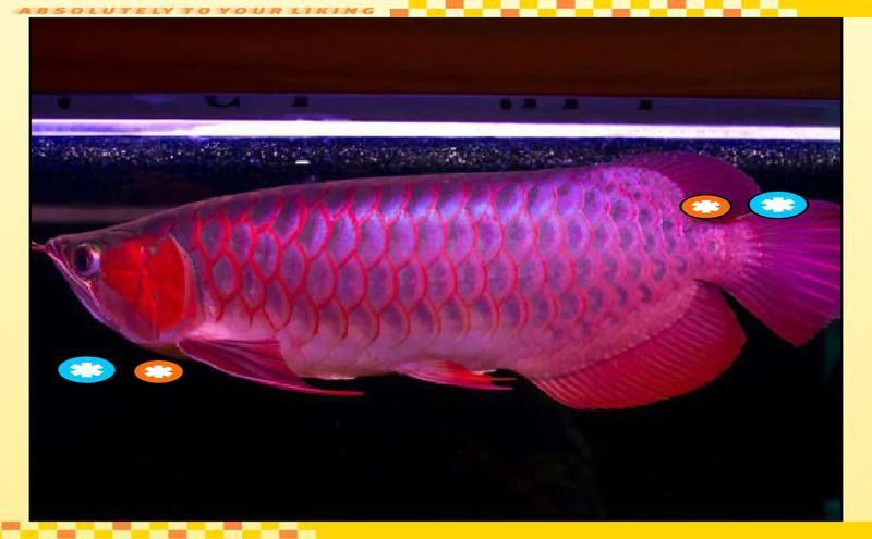 古典龍魚的歷史起源 古典龍魚的歷史起源 龍魚百科 第4張