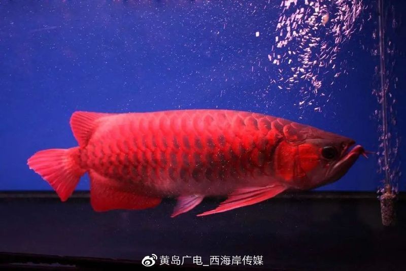 古典龍魚的歷史起源 古典龍魚的歷史起源 龍魚百科 第6張