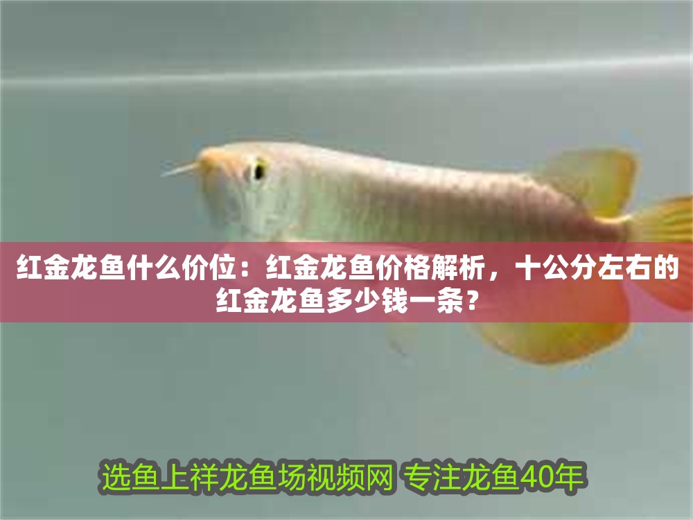 紅金龍魚什么價位：紅金龍魚價格解析，十公分左右的紅金龍魚多少錢一條？ 紅金龍魚什么價位：紅金龍魚價格解析，十公分左右的紅金龍魚多少錢一條？ 龍魚百科 第1張