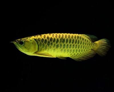 龍魚每天開燈幾個(gè)小時(shí)：龍魚每天需要多少光照？ 龍魚每天開燈幾個(gè)小時(shí)：龍魚每天需要多少光照？ 龍魚百科 第4張