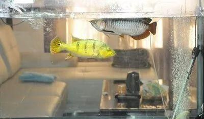 銀龍魚和巴西亞混養好嗎