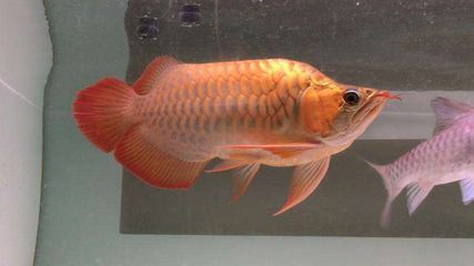 龍魚配魚什么魚最好看呢（飛鳳魚與龍魚混養注意事項虎魚與龍魚混養注意事項） 龍魚配魚什么魚最好看呢（飛鳳魚與龍魚混養注意事項虎魚與龍魚混養注意事項） 龍魚百科 第2張