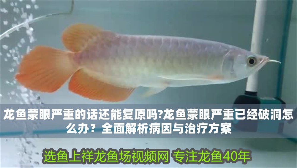 龍魚蒙眼嚴重的話還能復原嗎?龍魚蒙眼嚴重已經(jīng)破洞怎么辦？全面解析病因與治療方案