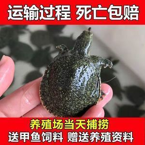 龍魚(yú)可以喂小甲魚(yú)嗎怎么喂：龍魚(yú)可以喂小甲魚(yú)嗎