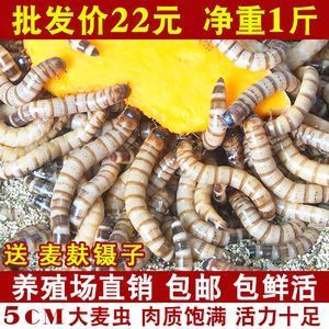 金龍魚吃的蟲子有哪些：金龍魚可以吃多種蟲子，