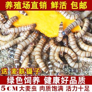 金龍魚吃的蟲子有哪些：金龍魚可以吃多種蟲子，