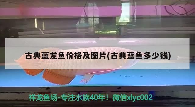 龍魚 品相（衡量龍魚品相的好壞是一個全面的過程，龍魚品相鑒定技巧分享）