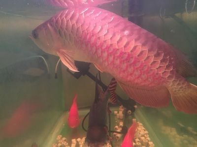 紅寶石龍魚價格表：紅寶石龍魚價格表根據魚的大小、品種和來源地不同 紅寶石龍魚價格表：紅寶石龍魚價格表根據魚的大小、品種和來源地不同 龍魚百科 第1張