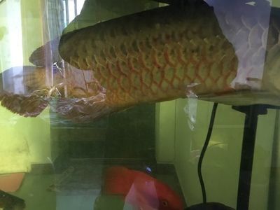 紅寶石龍魚價格表：紅寶石龍魚價格表根據魚的大小、品種和來源地不同 紅寶石龍魚價格表：紅寶石龍魚價格表根據魚的大小、品種和來源地不同 龍魚百科 第3張