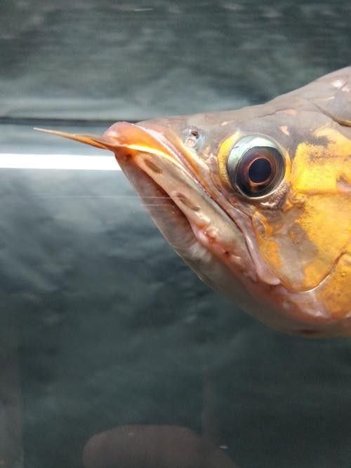 龍魚撞缸的原因有哪些癥狀圖片解釋