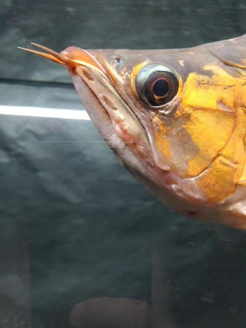 龍魚撞缸的原因有哪些癥狀圖片解釋