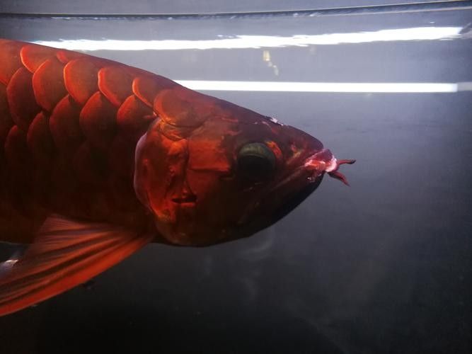 龍魚撞缸的原因有哪些癥狀圖片解釋