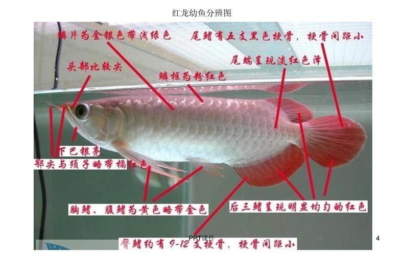 紅龍魚成長記錄表圖片 紅龍魚成長記錄表圖片 龍魚百科 第27張