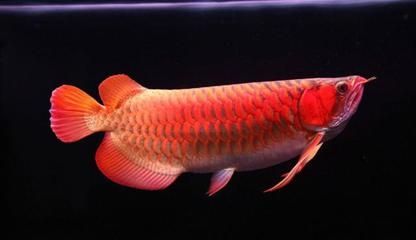 紅龍魚的特點(diǎn)是什么意思紅龍魚的特點(diǎn)是什么意思：紅龍魚的主要特點(diǎn)
