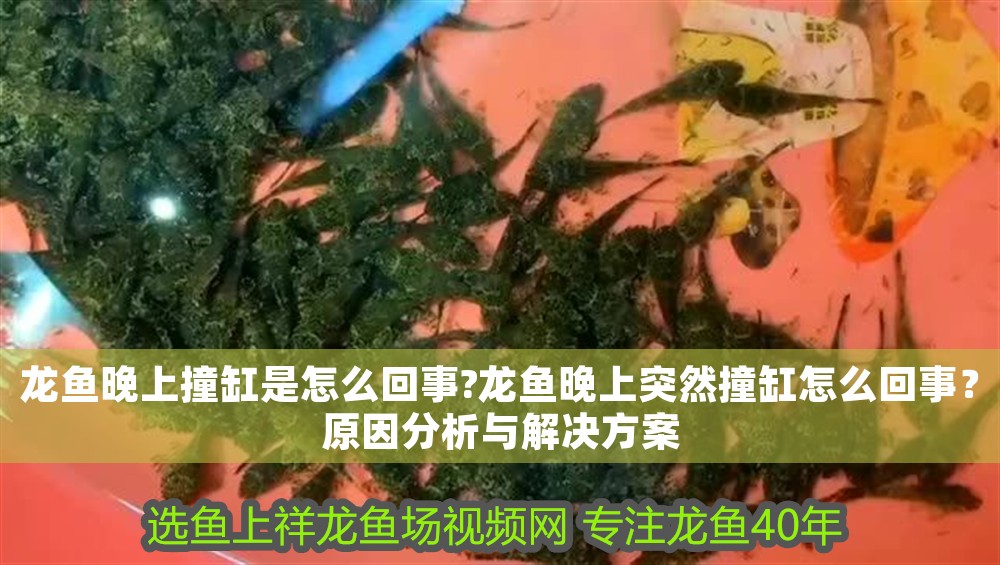 龍魚晚上撞缸是怎么回事?龍魚晚上突然撞缸怎么回事？原因分析與解決方案