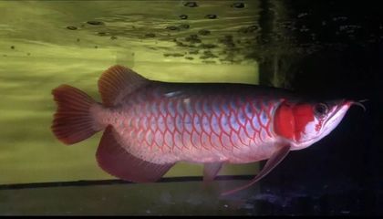 龍魚之巔官網祥龍漁場：龍魚之巔官網祥龍漁場龍魚之巔官網祥龍漁場龍魚品種圖鑒
