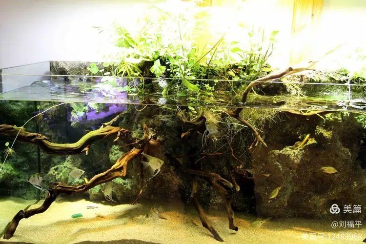 哈爾濱龍魚批發市場地址 哈爾濱龍魚批發市場地址 龍魚百科 第2張