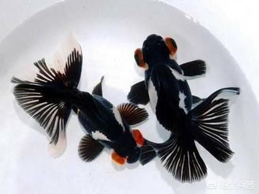 魚缸養(yǎng)魚的水怎樣才能養(yǎng)好水質(zhì)和魚（如何選擇合適的過濾系統(tǒng)？魚缸水質(zhì)檢測的簡易方法） 魚缸養(yǎng)魚的水怎樣才能養(yǎng)好水質(zhì)和魚（如何選擇合適的過濾系統(tǒng)？魚缸水質(zhì)檢測的簡易方法） 龍魚百科 第6張