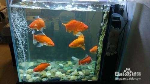 魚缸養(yǎng)魚的水怎樣才能養(yǎng)好水質(zhì)和魚(如何選擇合適的過濾系統(tǒng)?魚缸水質(zhì)檢測的簡易方法) 龍魚百科 第3張 魚缸養(yǎng)魚的水怎樣才能養(yǎng)好水質(zhì)和魚(如何選擇合適的過濾系統(tǒng)?魚缸水質(zhì)檢測的簡易方法) 魚缸養(yǎng)魚的水怎樣才能養(yǎng)好水質(zhì)和魚(如何選擇合適的過濾系統(tǒng)?魚缸水質(zhì)檢測的簡易方法) 龍魚百科 第3張