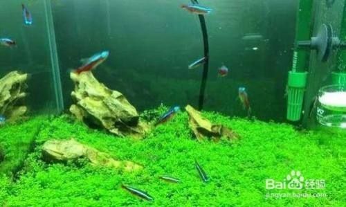 魚缸養(yǎng)魚的水怎樣才能養(yǎng)好水質(zhì)和魚(如何選擇合適的過濾系統(tǒng)?魚缸水質(zhì)檢測的簡易方法) 龍魚百科 第1張 魚缸養(yǎng)魚的水怎樣才能養(yǎng)好水質(zhì)和魚(如何選擇合適的過濾系統(tǒng)?魚缸水質(zhì)檢測的簡易方法) 魚缸養(yǎng)魚的水怎樣才能養(yǎng)好水質(zhì)和魚(如何選擇合適的過濾系統(tǒng)?魚缸水質(zhì)檢測的簡易方法) 龍魚百科 第1張