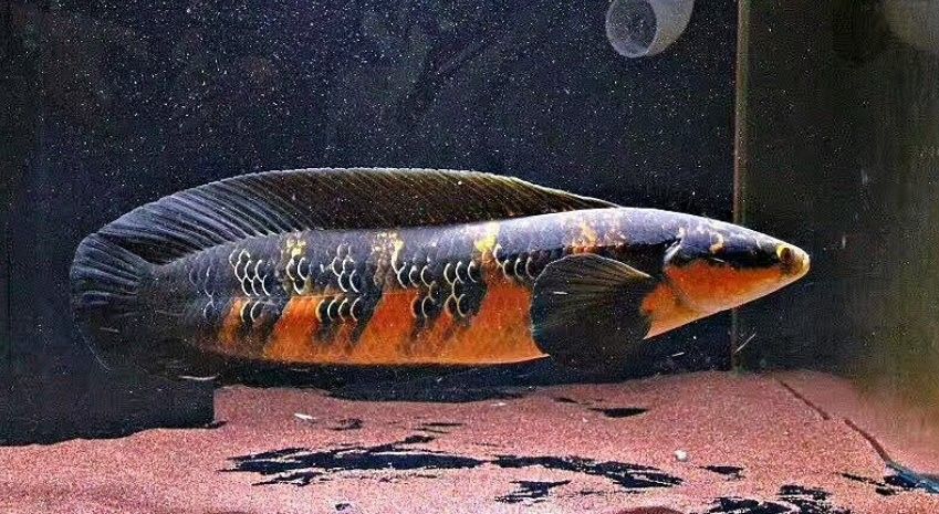 雷龍魚和虎皮魚混養(yǎng)好不好