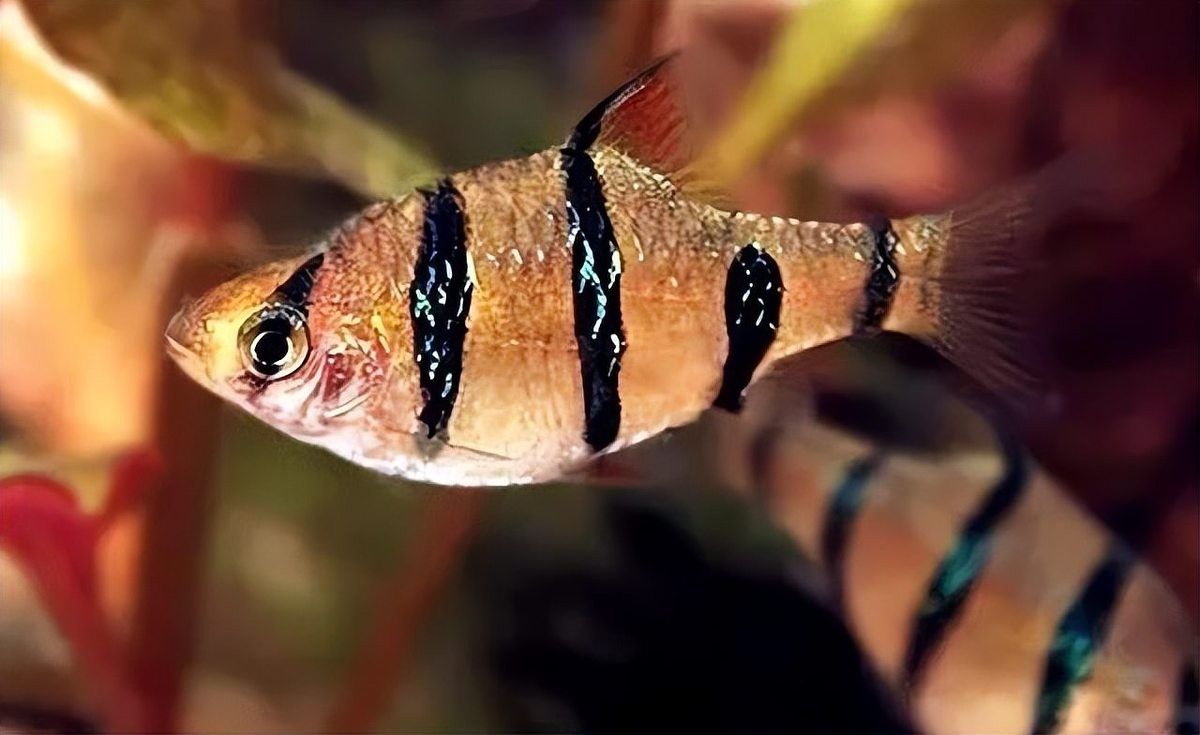 雷龍魚和虎皮魚混養(yǎng)好不好