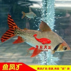 虎魚龍魚飛鳳魚能混養嗎：虎魚、龍魚、飛鳳魚可以混養嗎，虎魚飛鳳魚能混養嗎