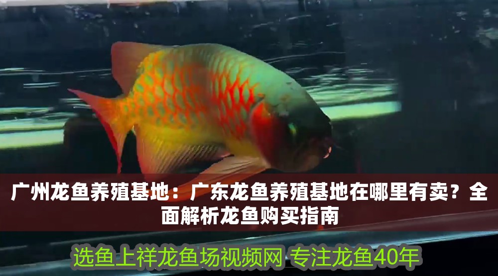 廣州龍魚養殖基地：廣東龍魚養殖基地在哪里有賣？全面解析龍魚購買指南