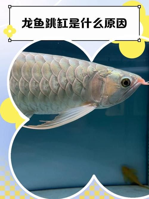 龍魚會跳缸嗎怎么回事啊圖片 龍魚百科 第2張 龍魚會跳缸嗎怎么回事啊圖片 龍魚會跳缸嗎怎么回事啊圖片 龍魚百科 第2張