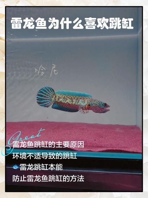 龍魚會跳缸嗎怎么回事啊圖片 龍魚百科 第20張 龍魚會跳缸嗎怎么回事啊圖片 龍魚會跳缸嗎怎么回事啊圖片 龍魚百科 第20張