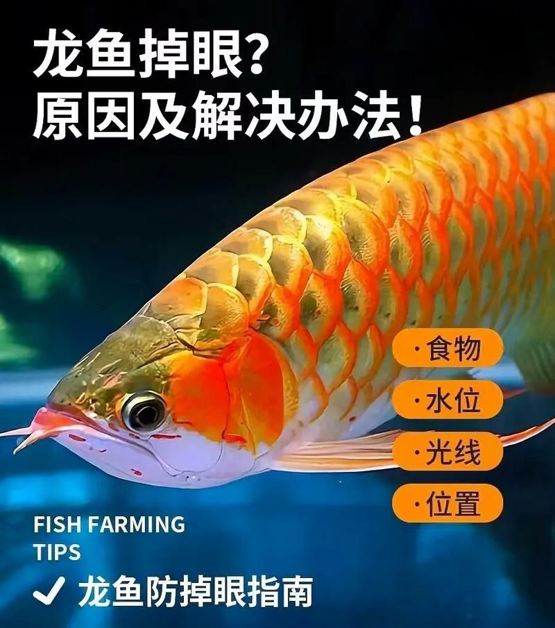 龍魚會跳缸嗎怎么回事啊圖片 龍魚百科 第21張 龍魚會跳缸嗎怎么回事啊圖片 龍魚會跳缸嗎怎么回事啊圖片 龍魚百科 第21張