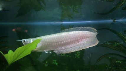 銀龍魚 好壞（判斷銀龍魚的好壞需要綜合考慮其外觀特征、健康的銀龍魚）