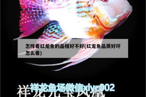 和龍魚混養(yǎng)的魚：和龍魚一起養(yǎng)的魚