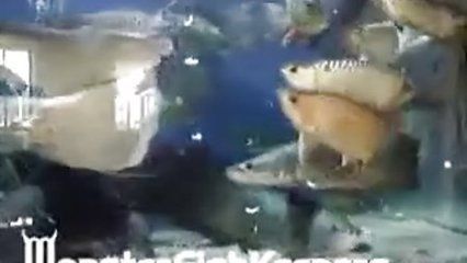 龍魚和戰(zhàn)船混養(yǎng)會打架嗎：雷龍魚和龍魚混養(yǎng)的注意事項雷龍魚和龍魚混養(yǎng)的注意事項 龍魚和戰(zhàn)船混養(yǎng)會打架嗎：雷龍魚和龍魚混養(yǎng)的注意事項雷龍魚和龍魚混養(yǎng)的注意事項 龍魚百科 第3張