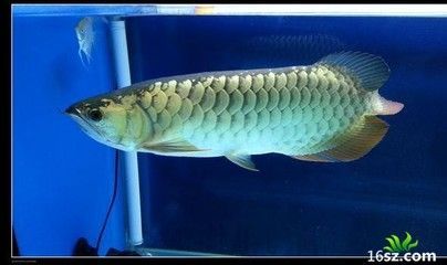 龍魚最近不吃食怎么辦呀吃什么藥呢：龍魚不吃食可能是由于多種原因引起的，