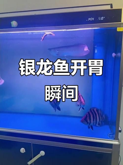 養銀龍魚喂什么食物好