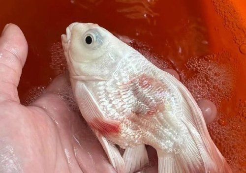 魚頭充血病會(huì)自愈嗎？