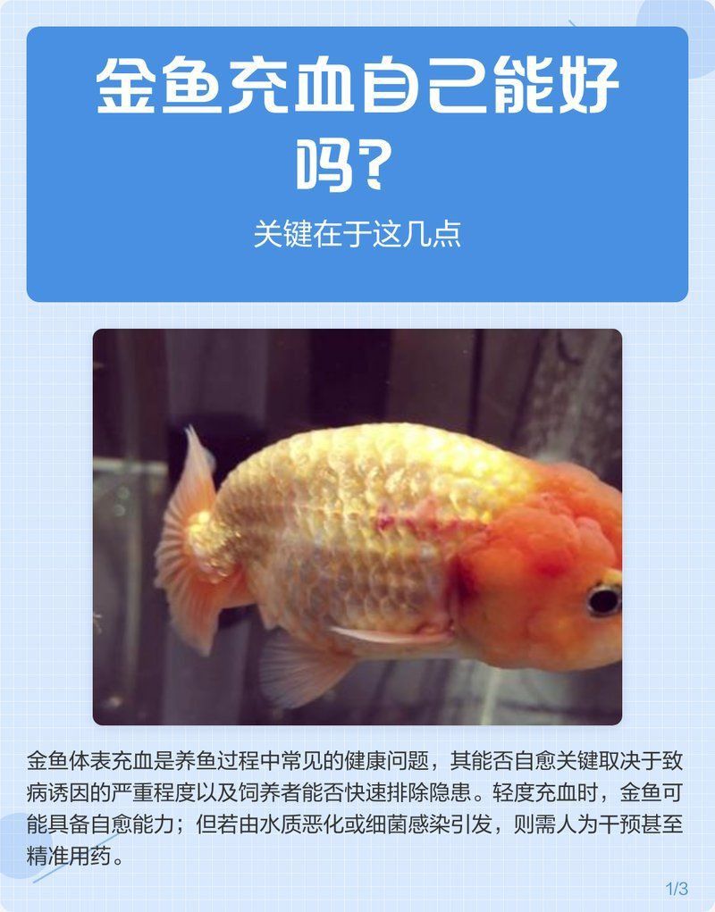 魚頭充血病會(huì)自愈嗎？