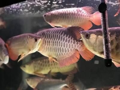 龍魚為什么難養：為什么很多魚友在養龍魚上遇到困難